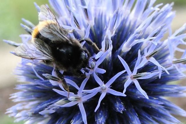  p>硬叶蓝刺头(学名: i>echinops ritro /i> l.