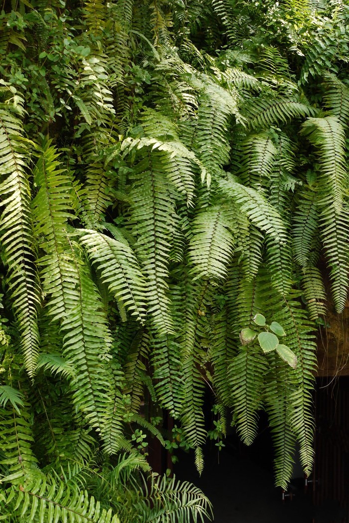  p>长叶肾蕨(学名: i>nephrolepis biserrata /i> (sw.