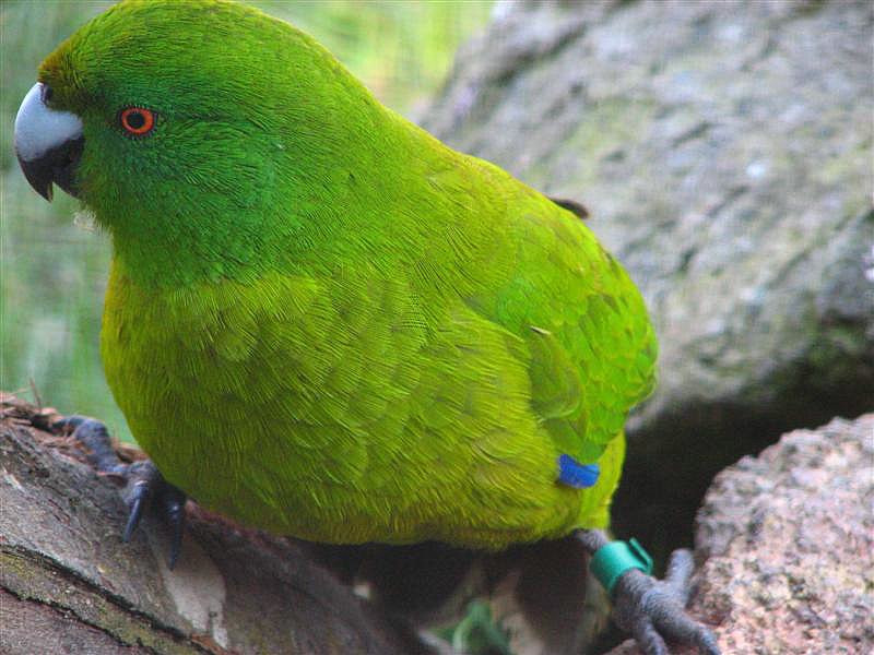  p>纯绿鹦鹉(学名:cyanoramphus unicolor)是一种鹦鹉科鹦鹉属动物.