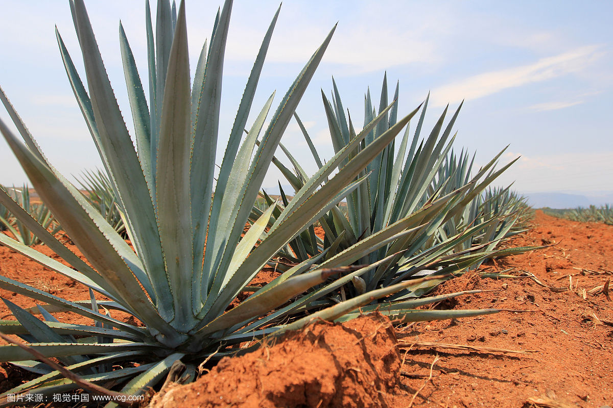 agave americana l.