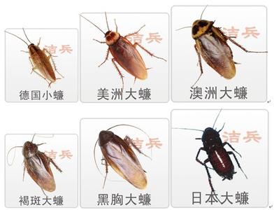  p data-id="gnx1wcxalg">甴曱(yóu yuē),也作曱甴,即蟑螂, a