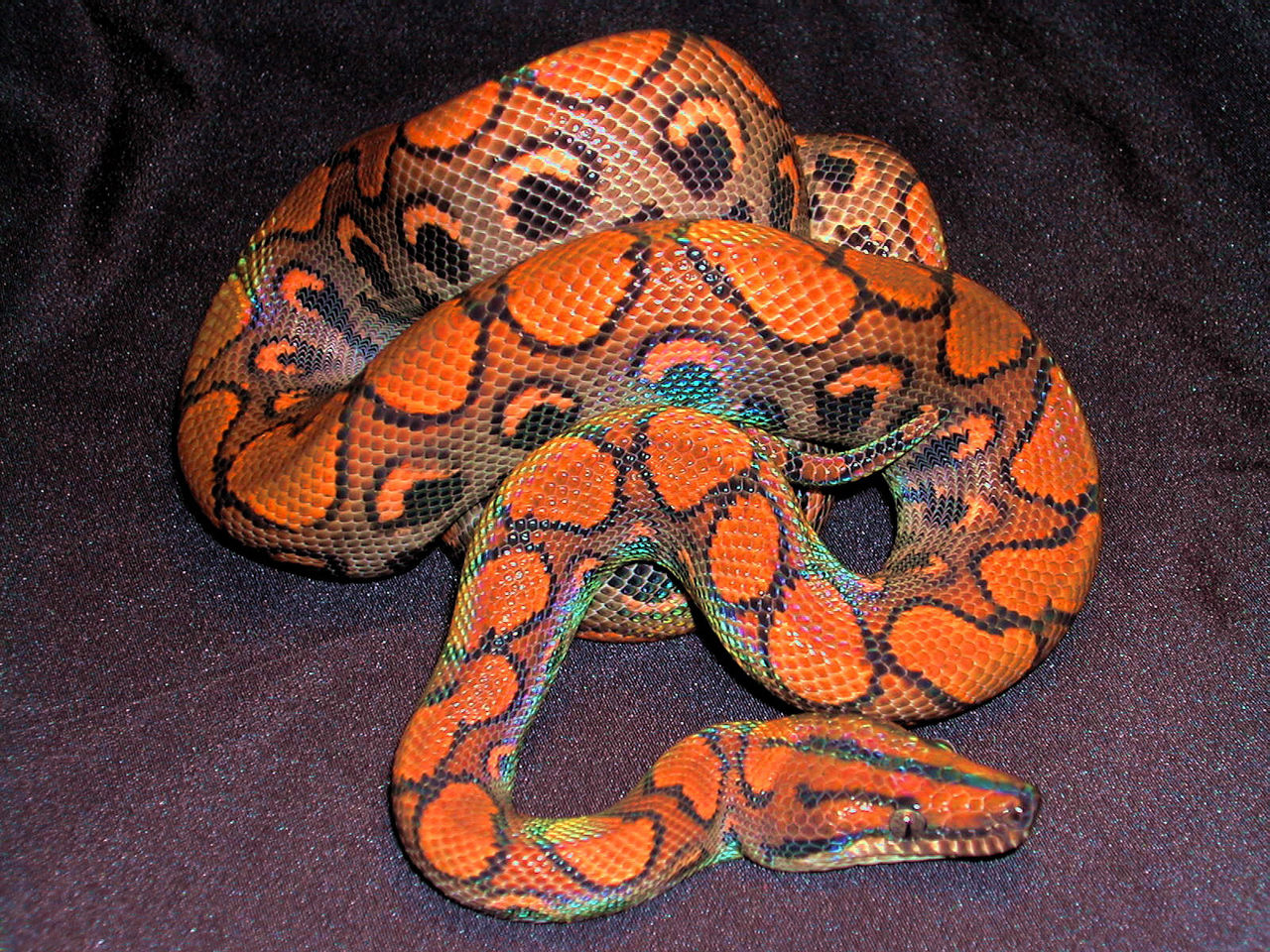 哥伦比亚共和国