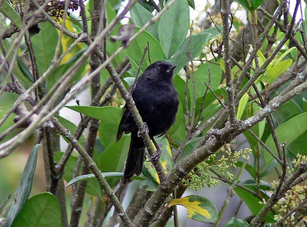 black flower-piercer