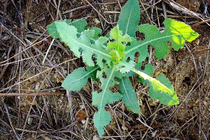  p>野莴苣(学名: i>lactuca seriola  /i>l)是