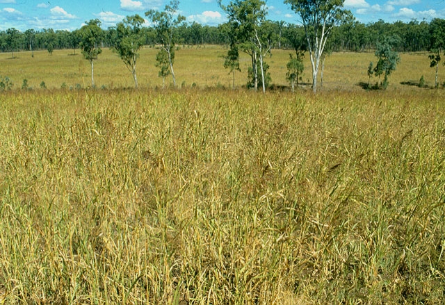 sorghum × almum parod.