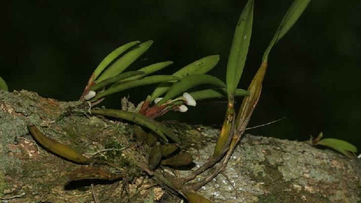  p>牛角兰属(学名:ceratostylis bl.