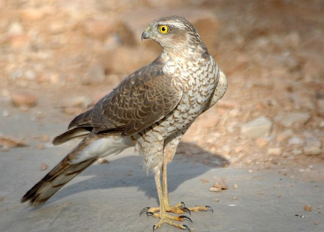 eurasian sparrowhawk