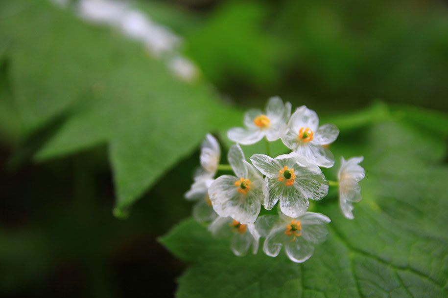 skeleton flower