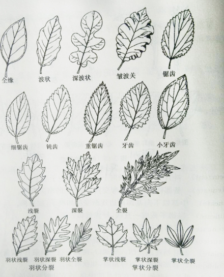 叶（植物的六大器官之一）_百度百科