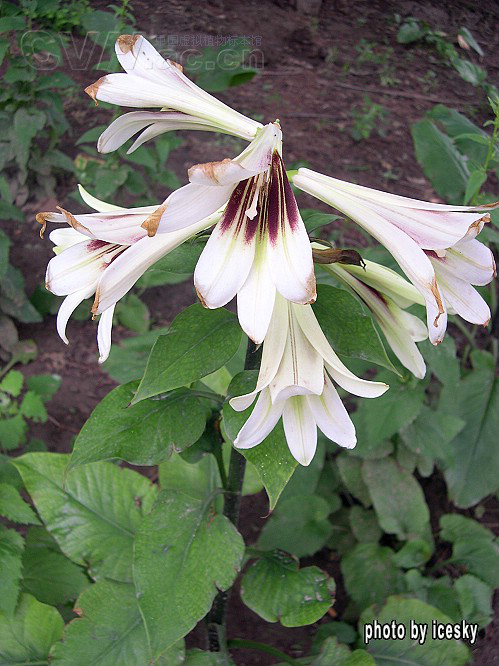 target="_blank" href="/item/百合科">