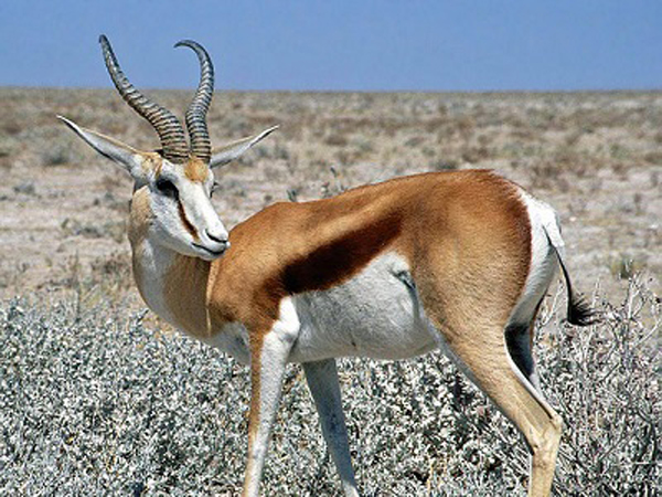  p>国兽( b>national animals /b>):与 a href