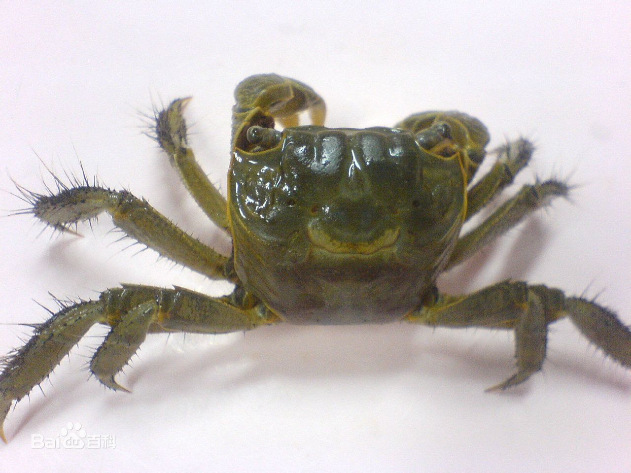 i),旧称 a href="#" data-lemmaid="1520943">无齿相手蟹 /a>(sesarma