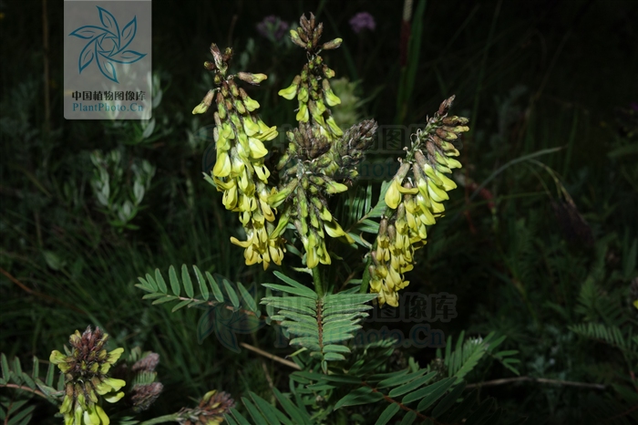 产四川(西部).生于海拔3000米以上的山坡草地. /p>