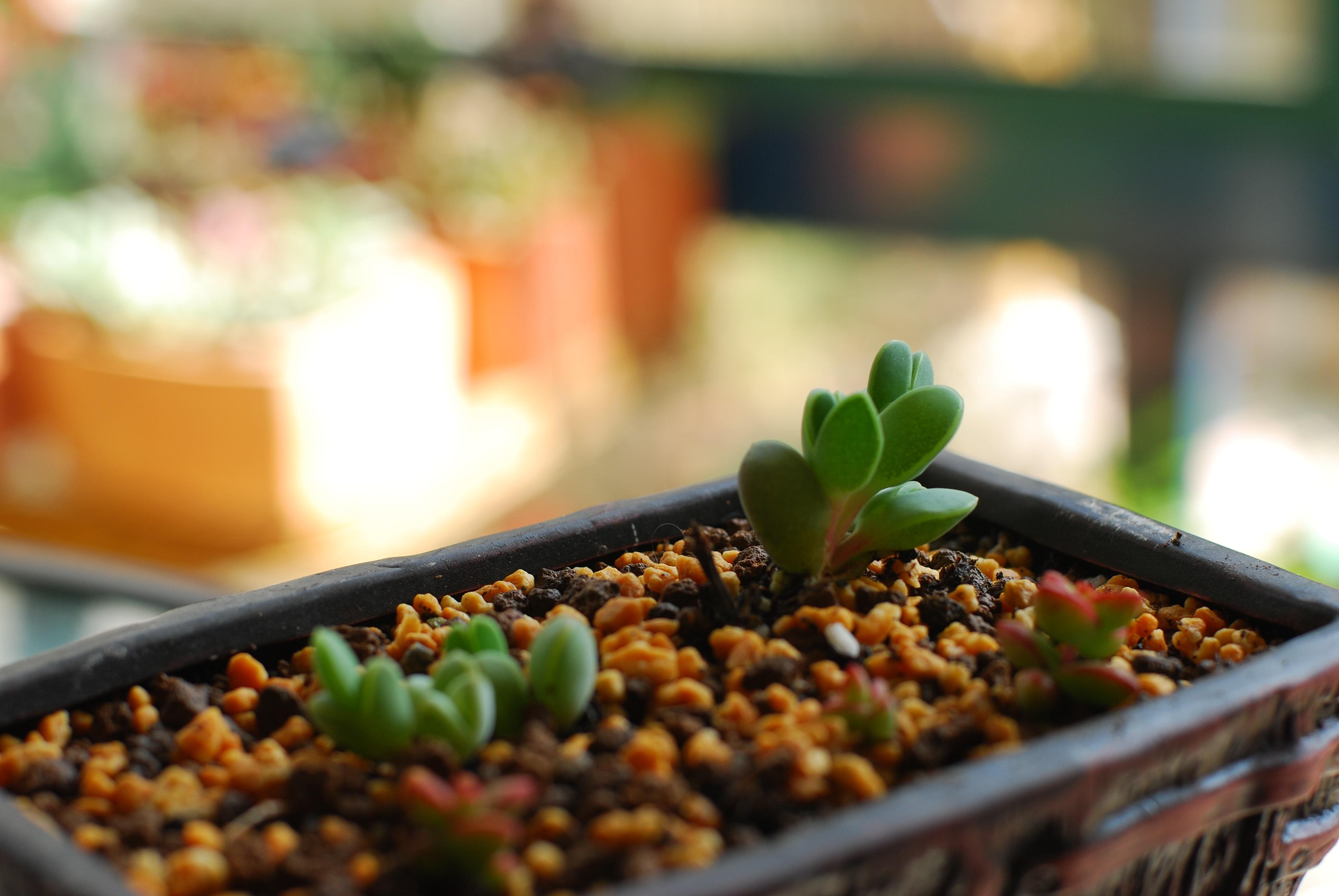 莲(braunsia maximiliani)是番杏科叠碧玉属的多年生常绿多肉草本植物