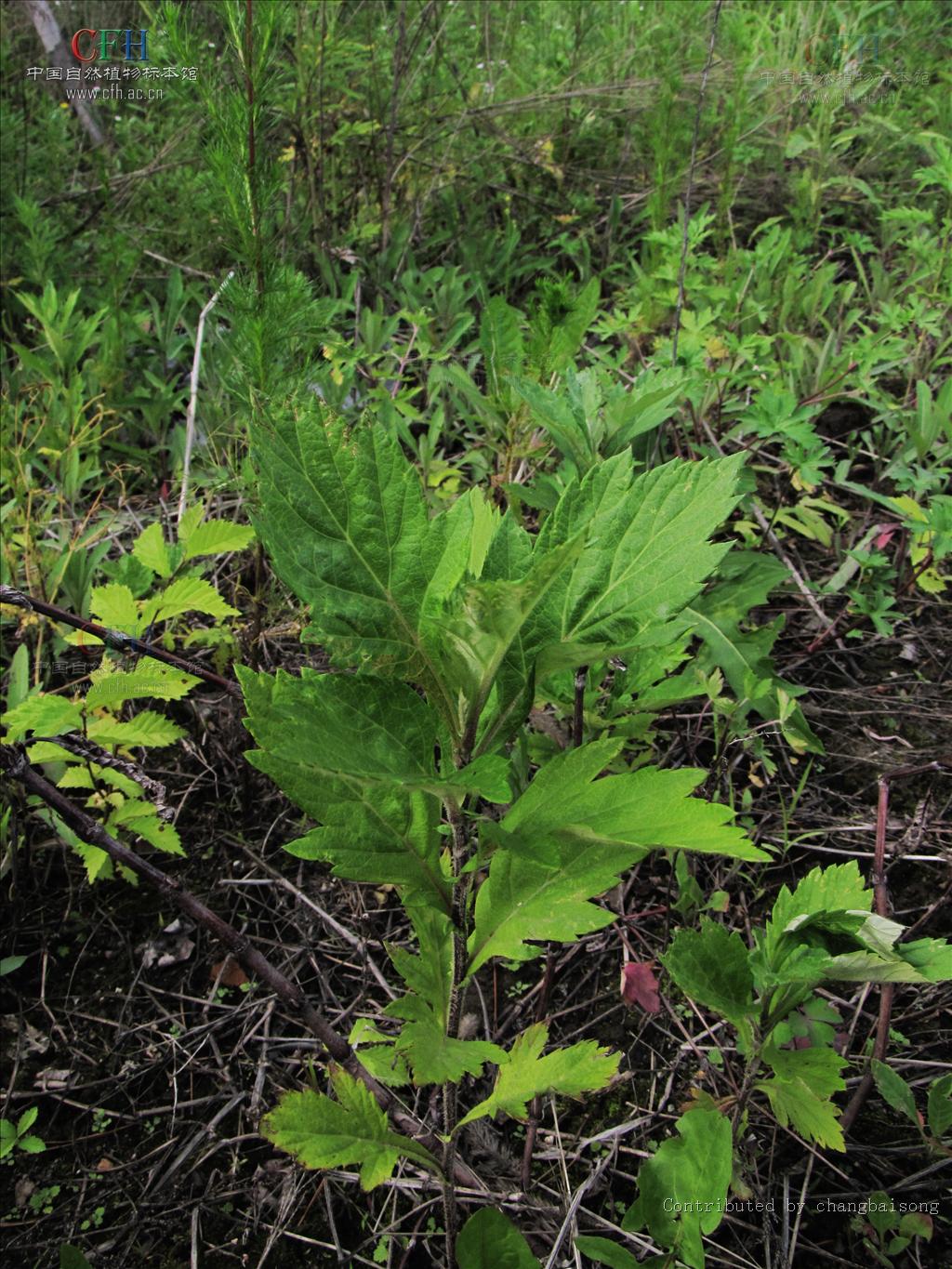  p>白莲蒿(学名: i>artemisia sacrorum ledeb.