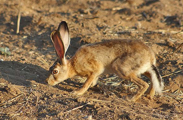  p>草兔(学名: i>lepus capensis /i>):是哺乳纲,兔属几种野兔的通称.