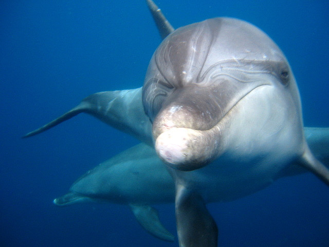 瓶鼻海豚