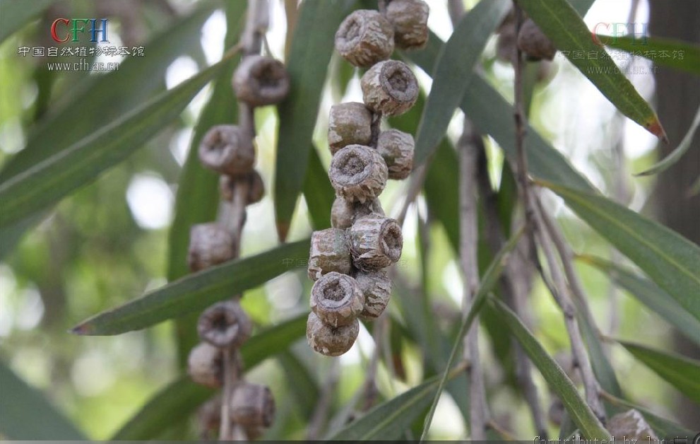 株高2-5米;树皮丛裂;嫩枝圆柱形,枝细长下垂;叶片革质,呈披针形至线状