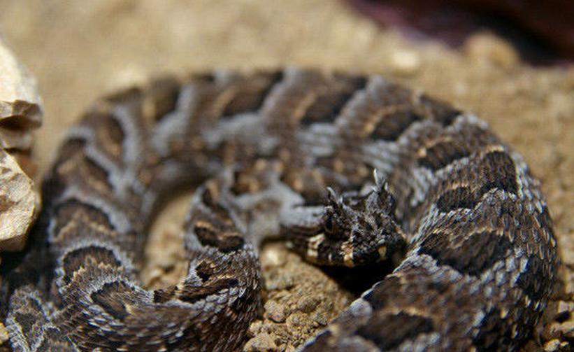 " data-lemmaid="967494">蛇亚目 /a>蝰蛇科蝰亚科咝蝰属下的一种毒蛇