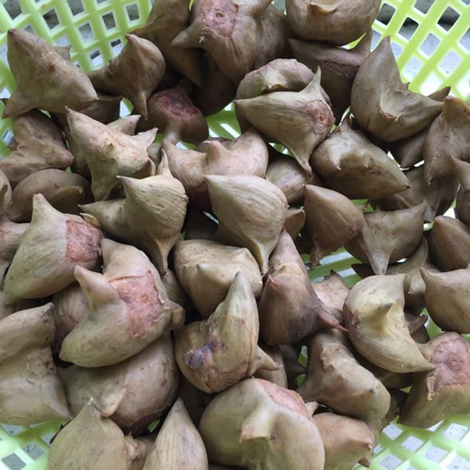  p> a href="#" data-lemmaid="8864971">四角菱 /a>(学名: i>trapa