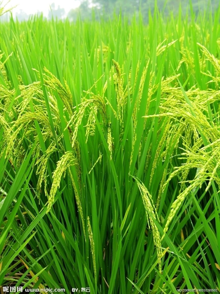 水稻