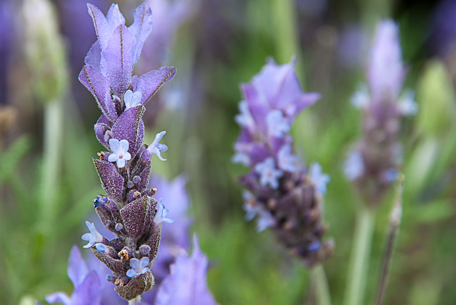  p>薰衣草(拉丁学名:lavandula angustifolia mill.