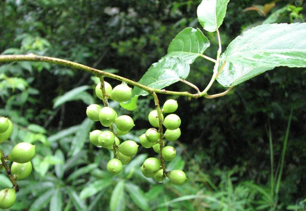 柳叶旌节花(原变种)