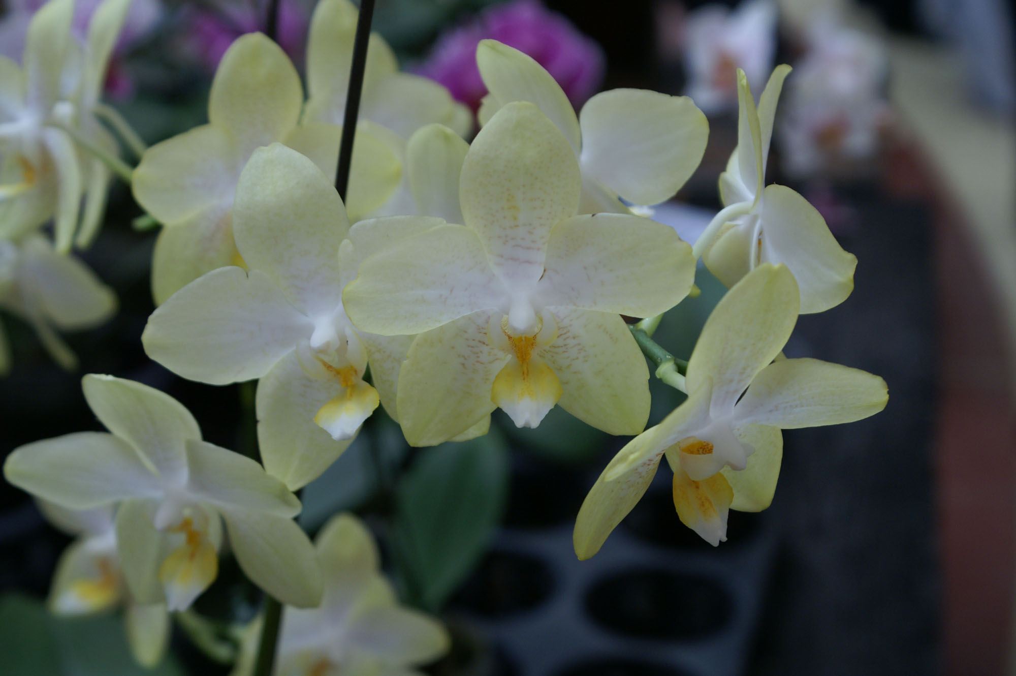  p>蝴蝶兰(学名: i>phalaenopsis aphrodite /i> h. g.