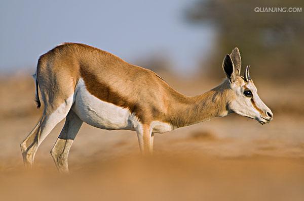  p>跳羚(学名: i>antidorcas marsupialis) /i>:是哺乳纲,牛科,羚羊