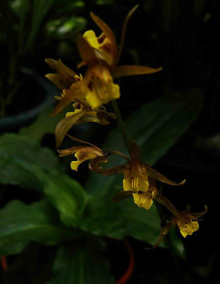  p>带唇兰(学名: i>tainia dunnii /i>  rolfe): a target="_blank"