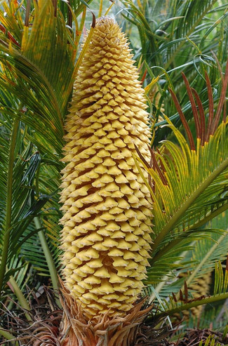  p>篦齿苏铁(学名: i>cycas pectinata   /i>griff.