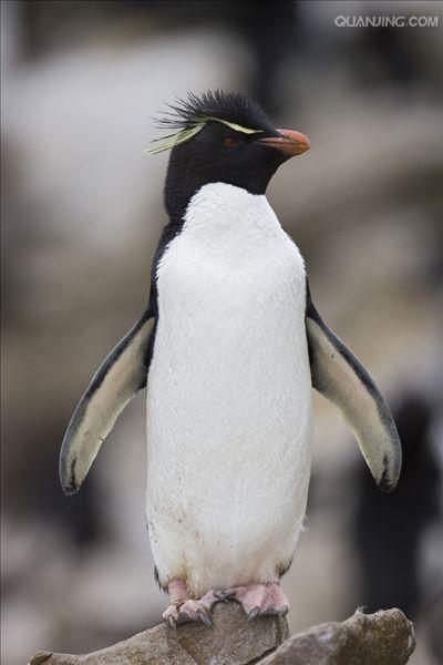  p>冠企鹅属, 是企鹅科的一个属, 也称角企鹅属.