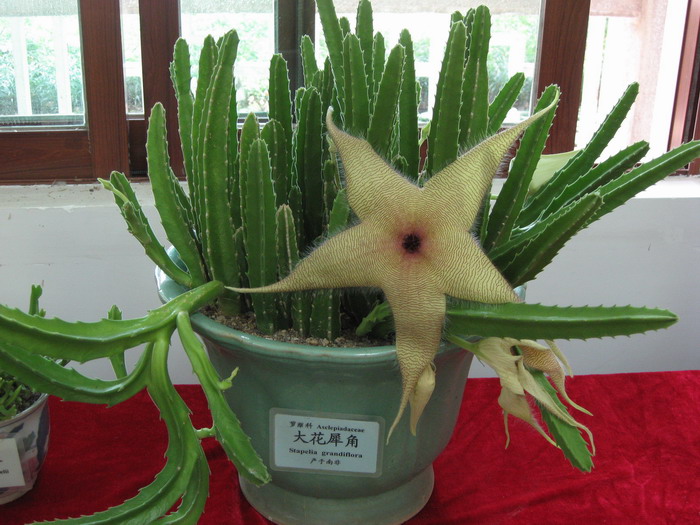  p>大花犀角(学名: i>stapelia /i>  i>grandiflora /i> masson)是
