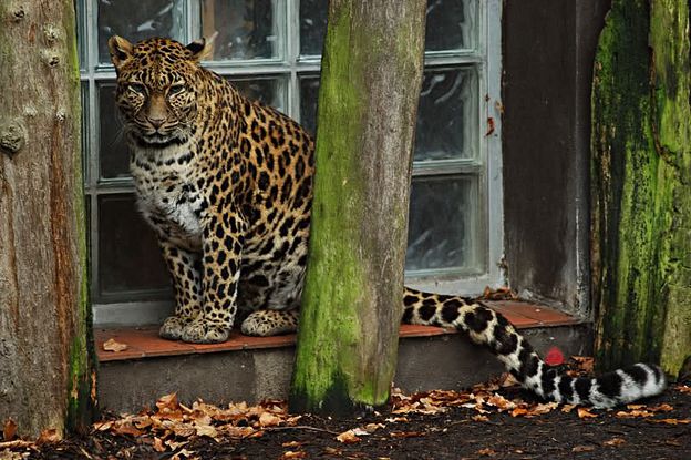  p>印度支那豹(学名: i>panthera pardus delacouri /i>):为哺乳纲