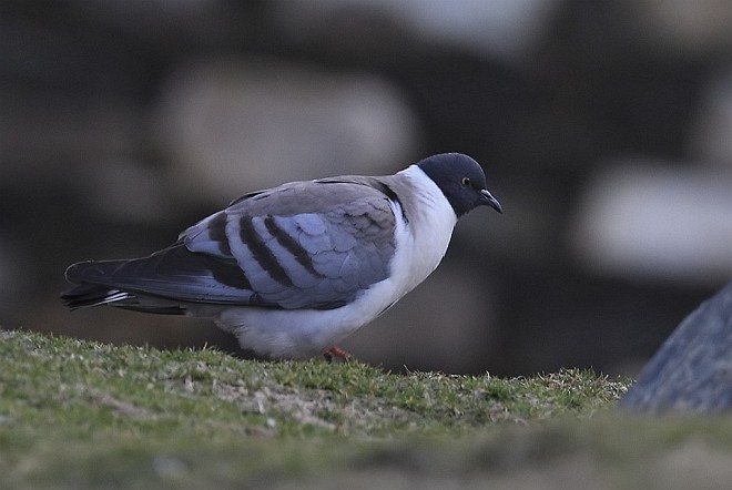  p>雪鸽(学名: i>columba leuconota /i>):是鸠鸽科鸽属的鸟类.