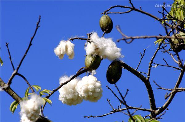  p>吉贝(学名 i>:ceiba pentandra /i> (l.) gaertn.