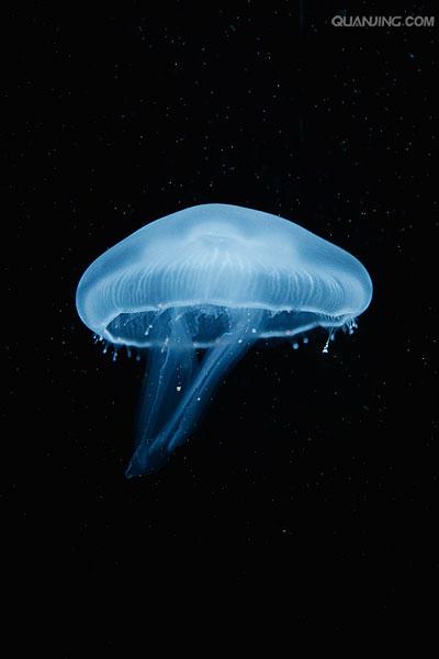 海月水母