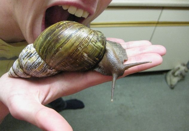  p>非洲大蜗牛(学名: i>achatina fulica /i>):是中大型的陆栖 a