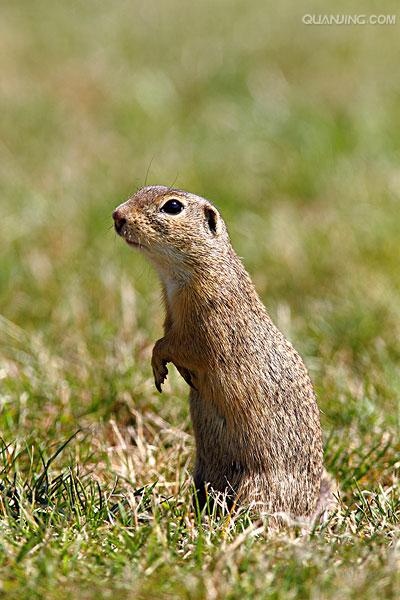 ">达乌尔黄鼠(学名: i>spermophilus dauricus /i>)别名黄鼠,蒙古黄鼠