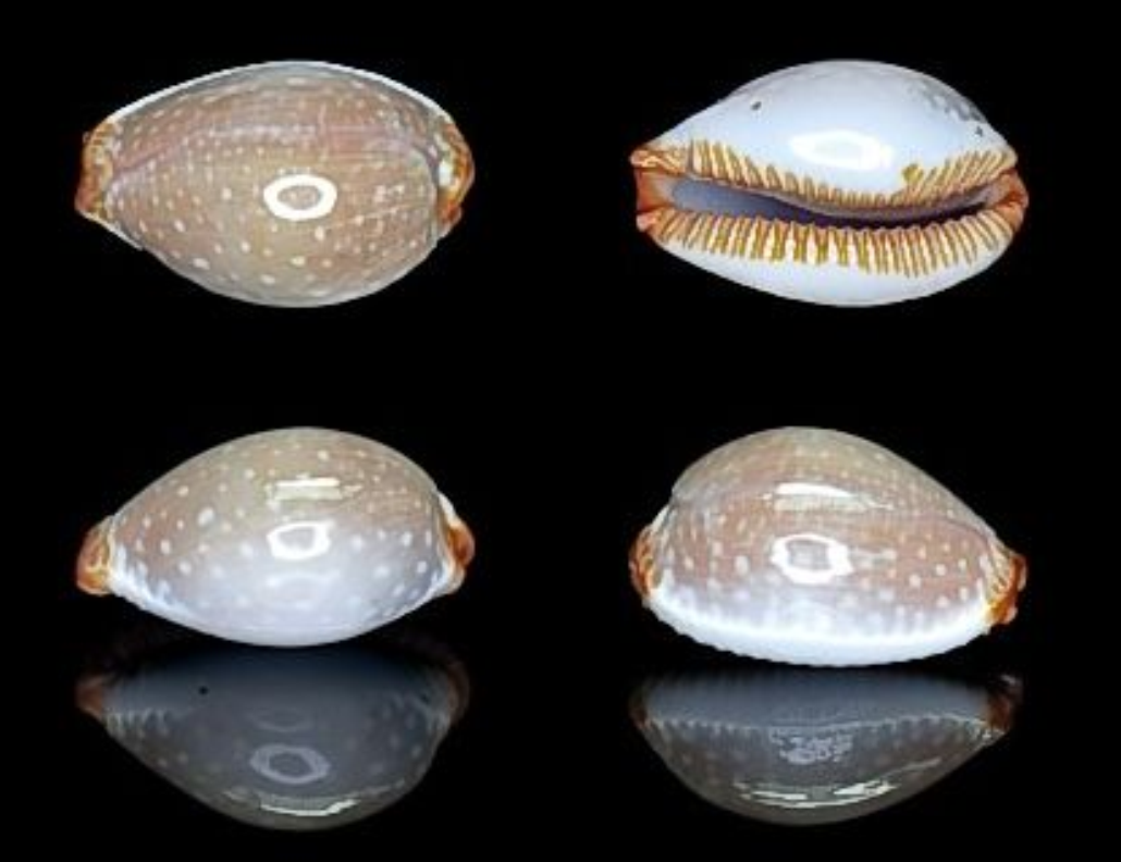  p>鸡皮宝螺(学名:staphylaea limacina limacina)是腹足纲宝螺科的 a