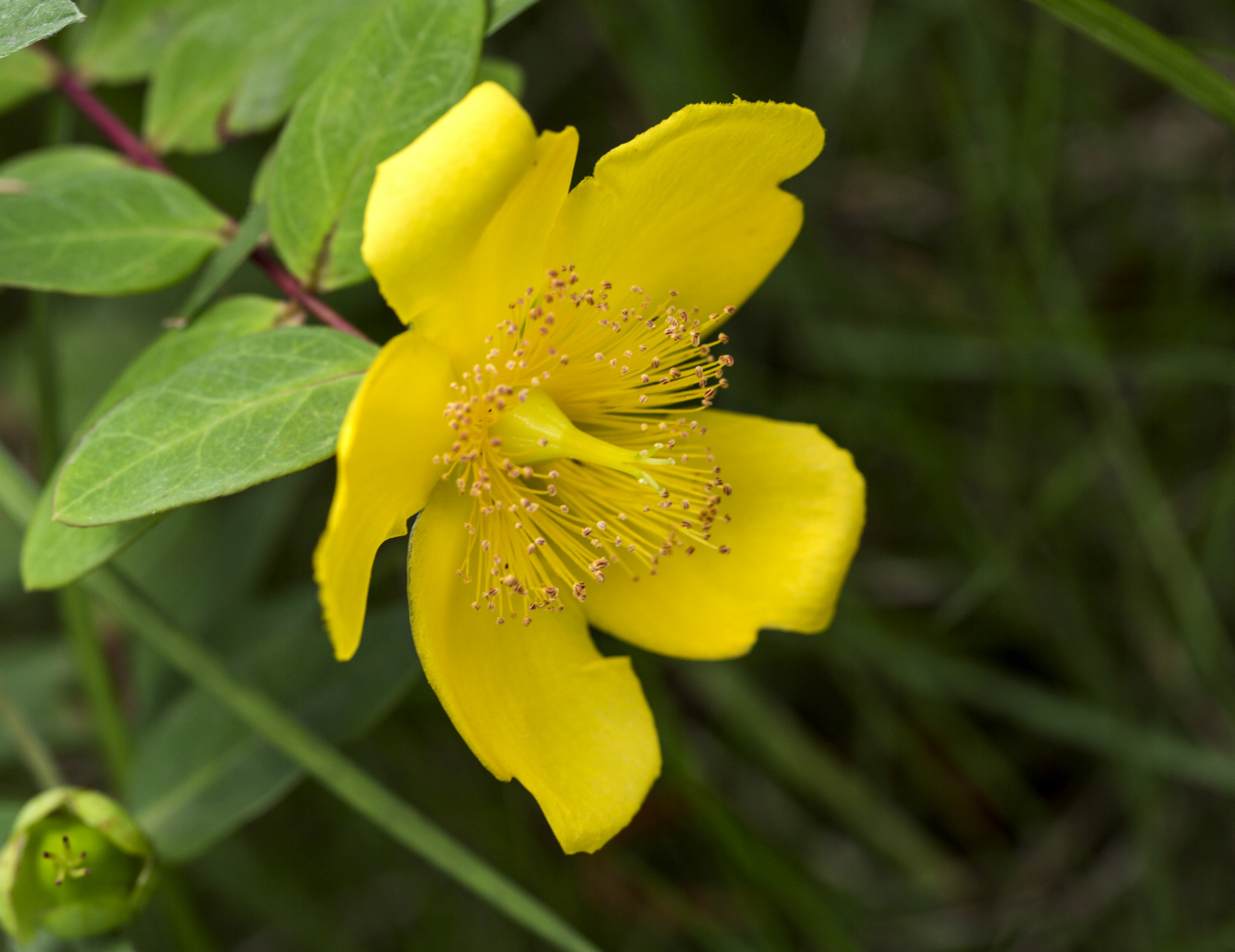  p>金丝梅(拉丁学名: i>hypericum patulum  /i>thunb.