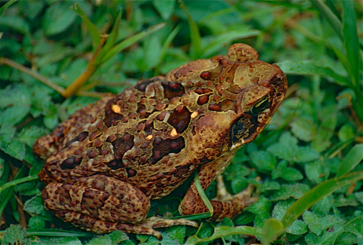  p>巨型海蟾蜍(学名: i>rhinella marina /i>):体长一般约150-175毫米
