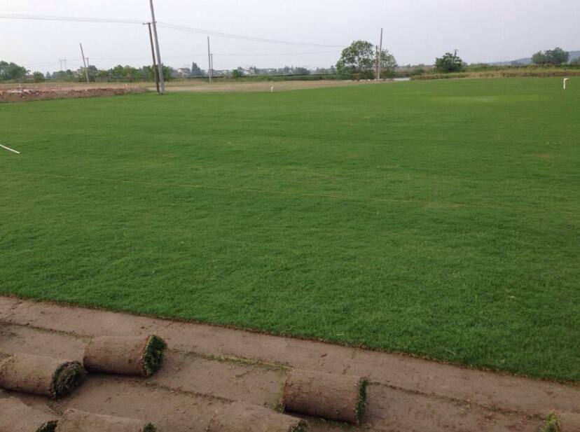 湖北天堂草坪武汉天堂草坪