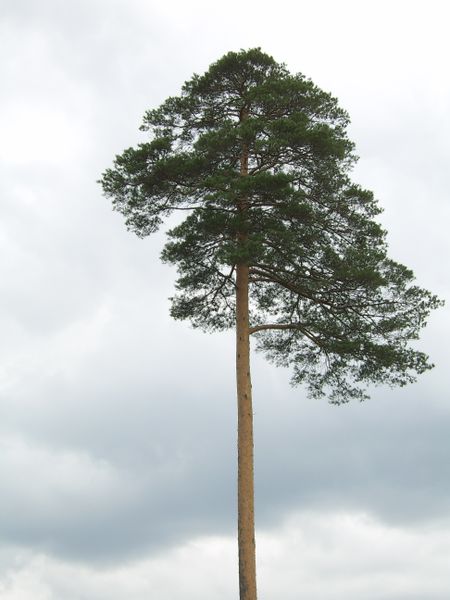  p>长白松(学名: i>pinus syluestriformis /i> (takenouchi)t.