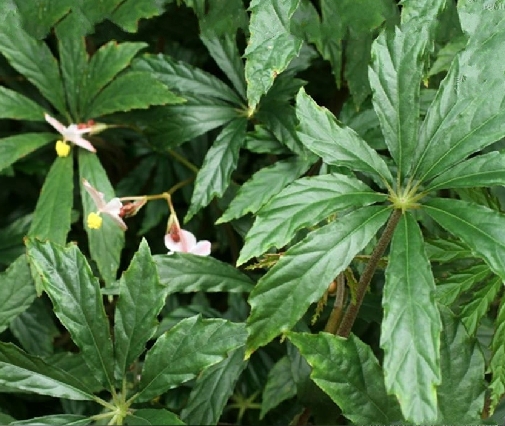  p>掌叶秋海棠(学名: i>begonia hemsleyana /i> hook. f.