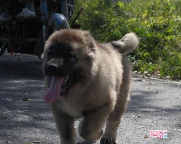  p>高加索牧羊犬(caucasian sheepdog)是一种强有力的运动型犬,护主