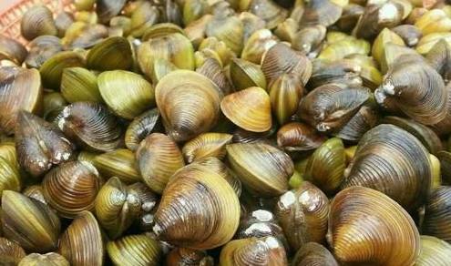 威海蚬蛤