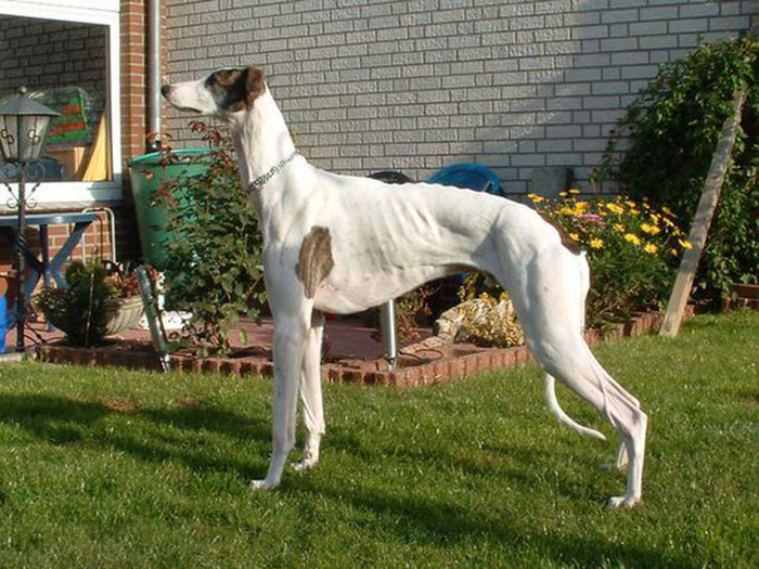  p>沙克犬,又称猎羚犬或拉伯狩猎犬或波斯灵提或者沙路奇猎犬.