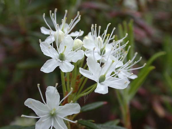 decunbens ait),杜鹃花科,杜香属,变种与原变种的区别在于植株更矮小