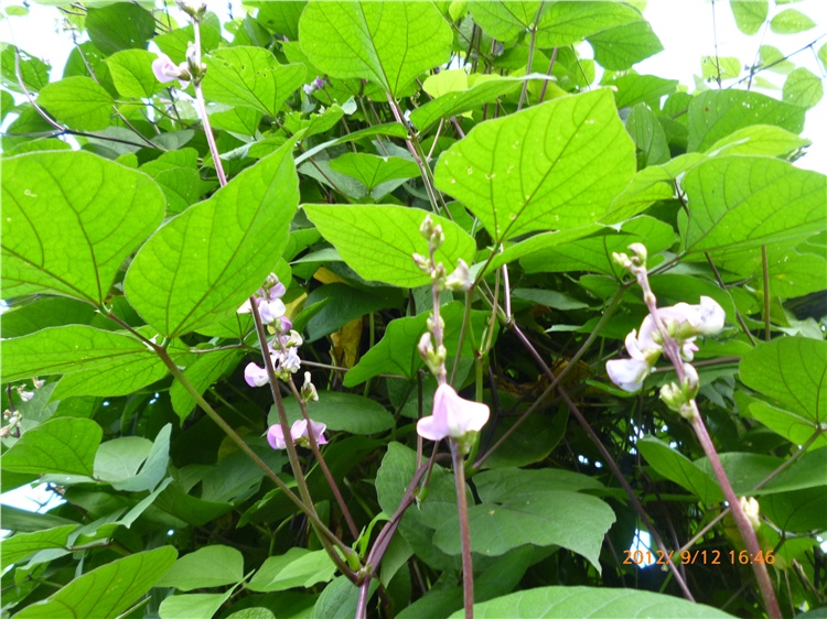 又名黑豆花,味甘性平.